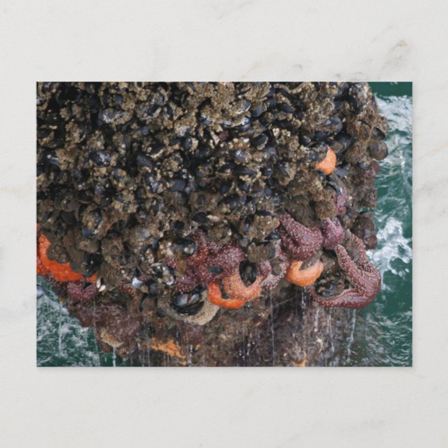 Postal Barnacles y starfish (Anverso)