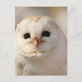 Postal Barny the Barn Owl