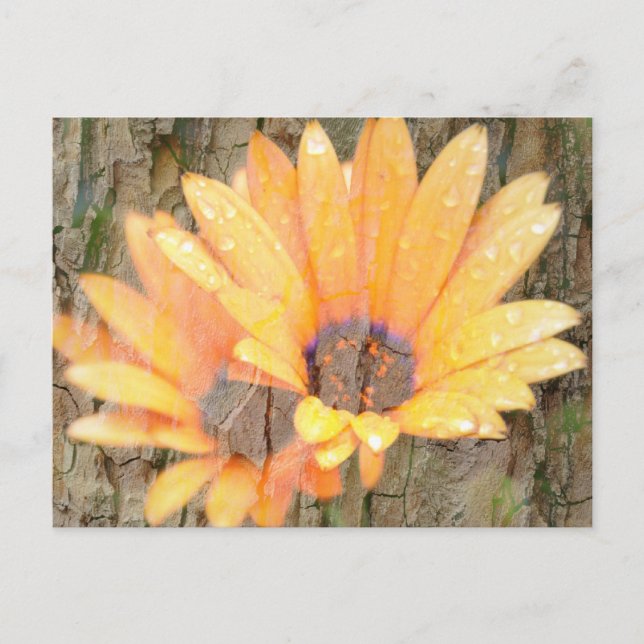 Postal Barquilla de flor amarilla (Anverso)