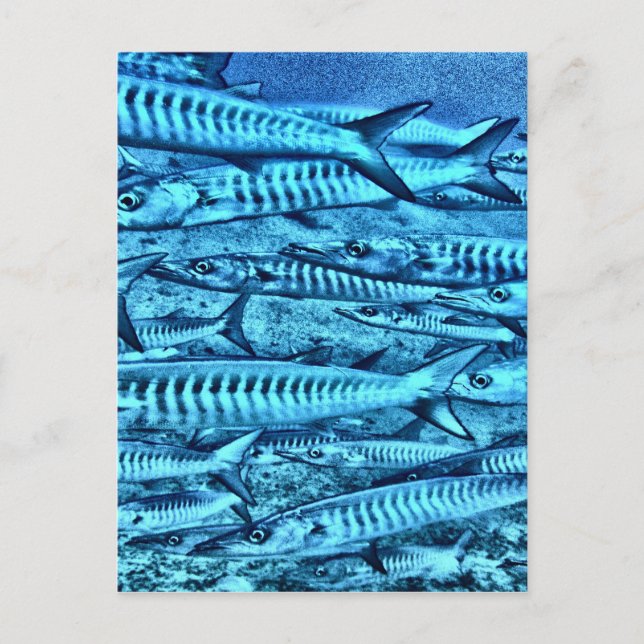 Postal Barracuda (Anverso)