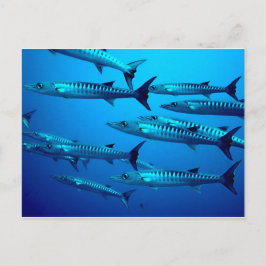 Postal barracuda buceo mar profundo oleada tropical