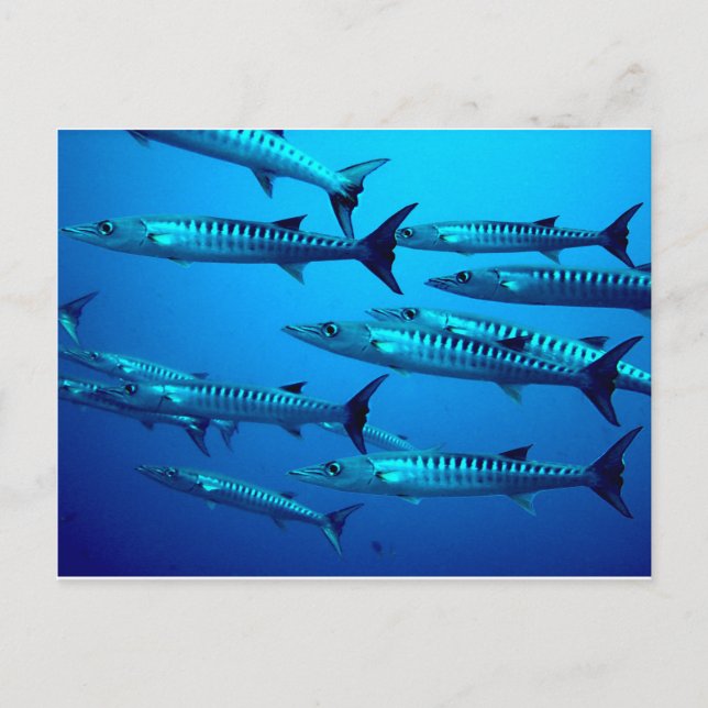 Postal barracuda buceo mar profundo oleada tropical (Anverso)