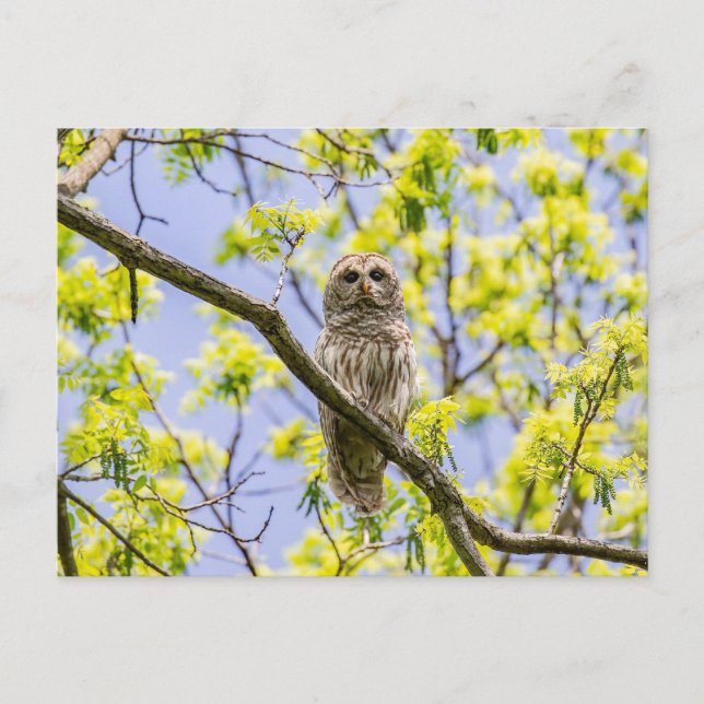 Postal Barred Owl Springtime (Anverso)