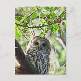 Postal Barred Owl Staring