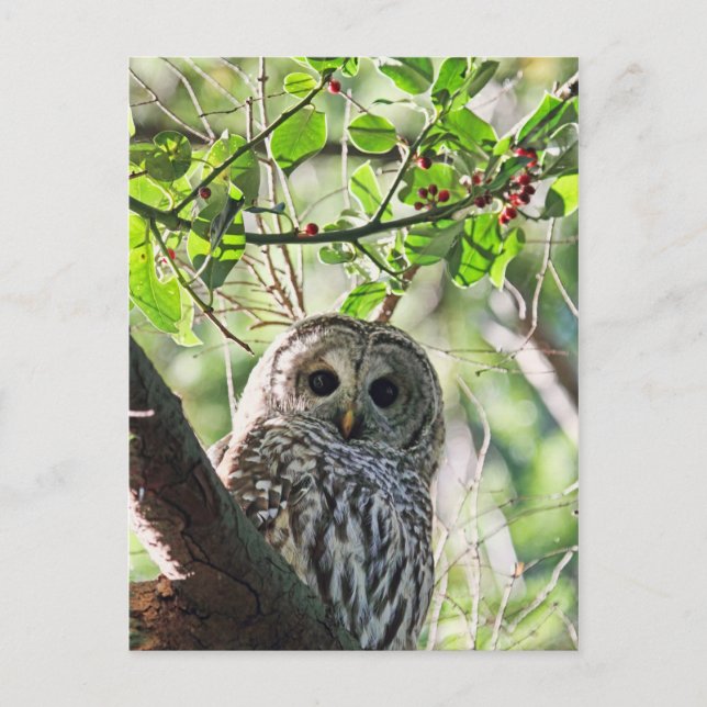 Postal Barred Owl Staring (Anverso)