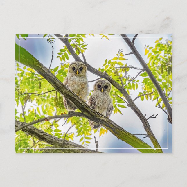 Postal Barred Owlets Springtime (Anverso)