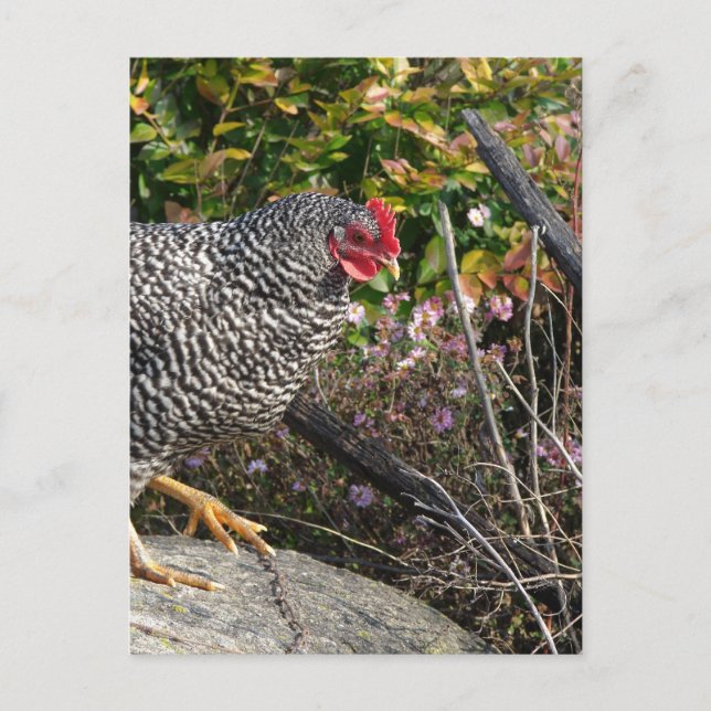 Postal Barred Rock Hen (Anverso)