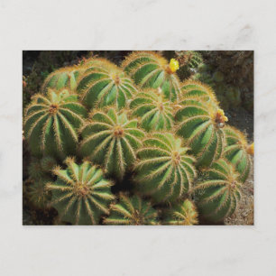 Postal Barrel Cactus