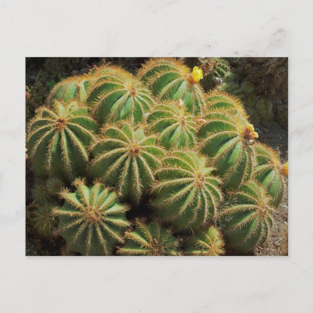 Postal Barrel Cactus (Anverso)