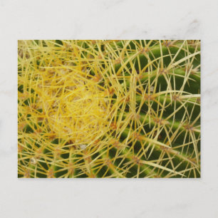 Postal Barrel Cactus Closeup Nature Photography