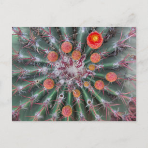 Postal Barrel Cactus Postcard (Arizona)