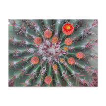 Barrel Cactus Postcard (Arizona)