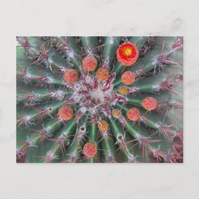 Postal Barrel Cactus Postcard (Arizona) (Anverso)