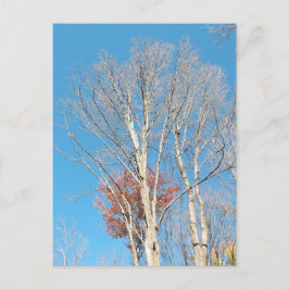 Postal Barren Trees