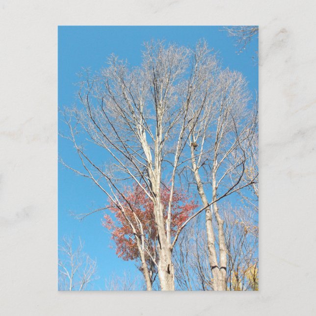 Postal Barren Trees (Anverso)