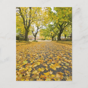 Postal Barrio De Eastmoreland En Otoño