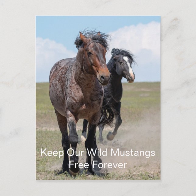 Postal Barrio de Mustangs Forever (Anverso)