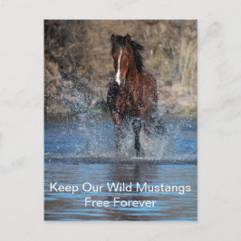 Postal Barrio de Mustangs Forever