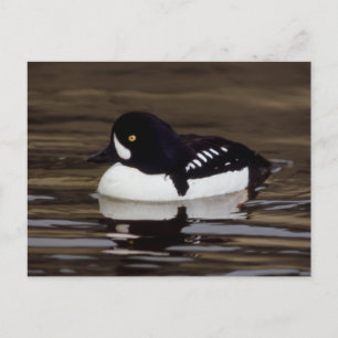Postal Barrows Goldeneye Wildlife Series # 16 Postcard