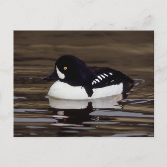 Postal Barrows Goldeneye Wildlife Series # 16 Postcard (Anverso)