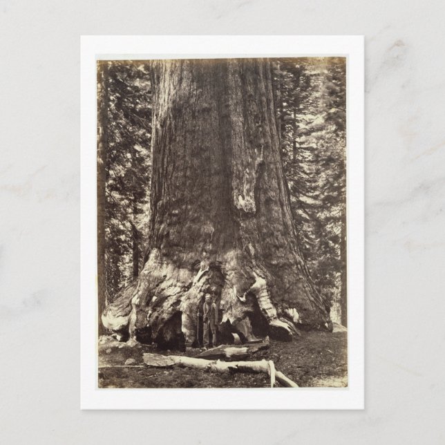 Postal Base del Gigante Grizzly, de 'The Yosemite Book (Anverso)