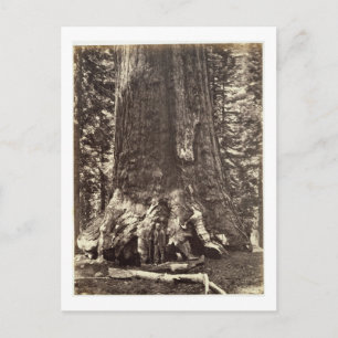 Postal Base del Gigante Grizzly, de 'The Yosemite Book