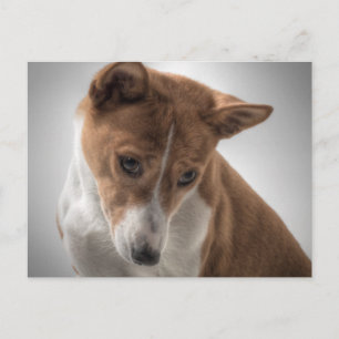 Postal basenji