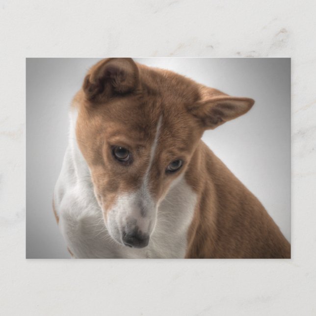 Postal basenji (Anverso)