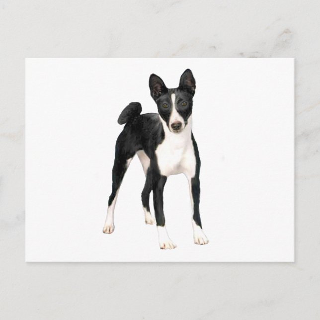 Postal Basenji (B) - negro y blanco (Anverso)