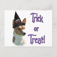 Basenji Trick