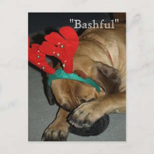 Postal Bashántico Perro Inglés Mastiff Con Antillas De Re
