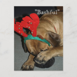Postal Bashántico Perro Inglés Mastiff Con Ropa De Renos