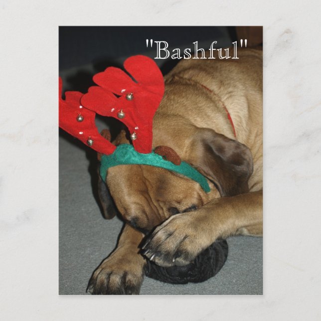 Postal Bashántico Perro Inglés Mastiff Con Ropa De Renos (Anverso)