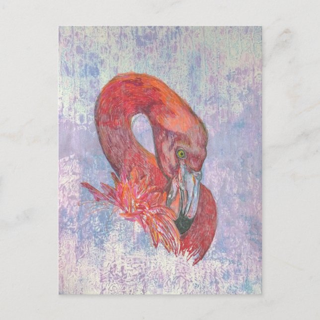 Postal Bashful Flamingo (Anverso)