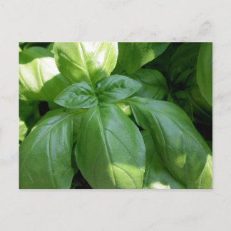 Postal Basil Leaves