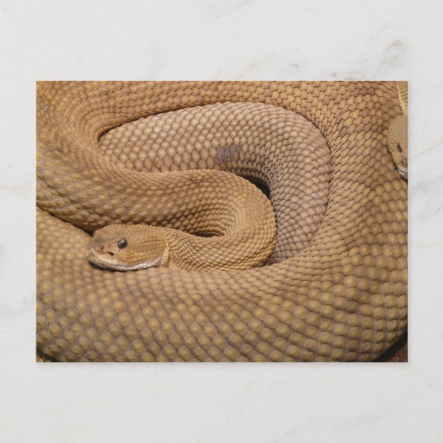 Postal Basilisk Rattlesnake (Anverso)