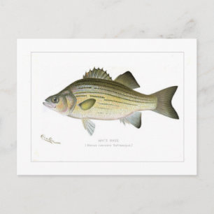 Postal Bass blanco