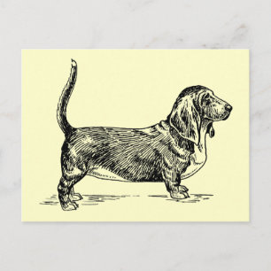 Postal Basset_Hound