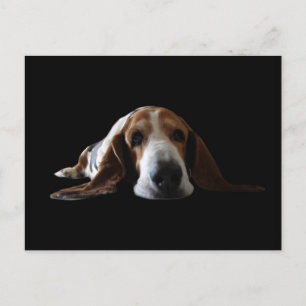 Postal Basset Hound acostado