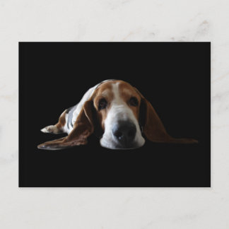 Postal Basset Hound acostado