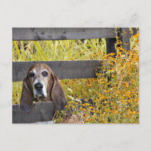 Postal Basset Hound howdy