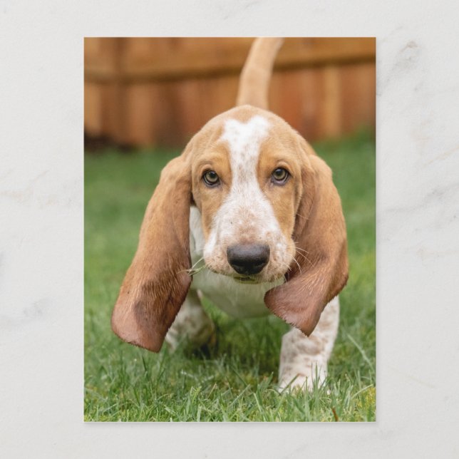 Postal Basset Houng Puppy Walking (Anverso)