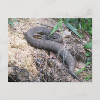 Postal Bastión de serpientes de Cottonmouth
