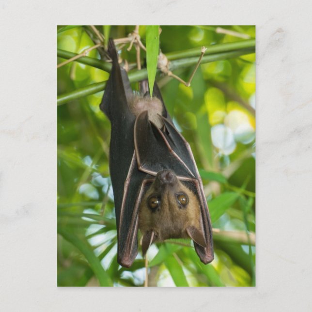 Postal Bat (Anverso)