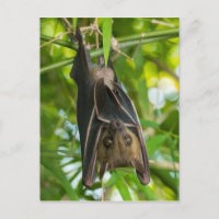 Bat