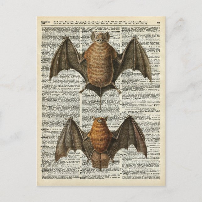 Postal Bat Anatomy (Anverso)
