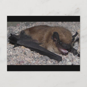 Postal Bat In Cave