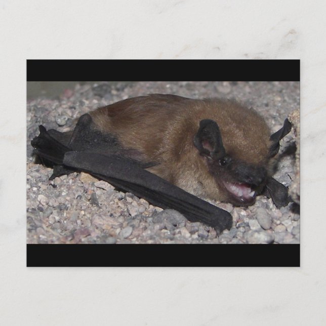 Postal Bat In Cave (Anverso)