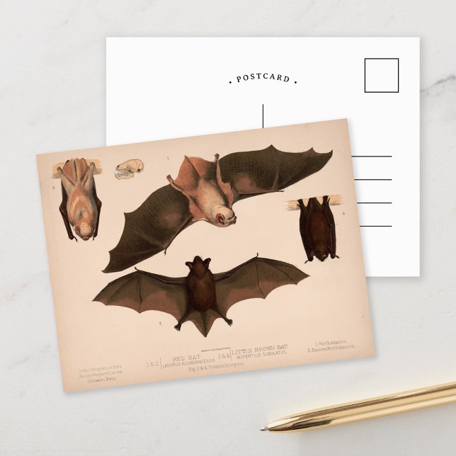Postal Bat Rojo, Pequeño Bat Marrón | Louis Prang & Co. (Subido por el creador)