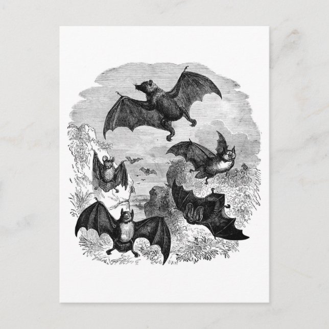 Postal Bat Sketch (Anverso)